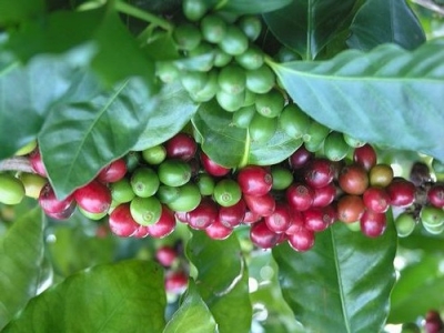 Giá cà phê hôm 5/2: Robusta ở mức cao nhất 2 tuần qua, trong nước vượt mốc 32 triệu đồng/tấn