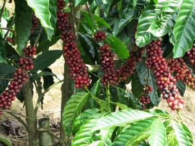 Giá cà phê hôm 06/5: Thế giới tăng sốc, Robusta vượt 1.500 USD/tấn, trong nước cán mốc 34.000 đồng/kg