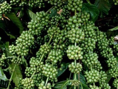 Giá cà phê hôm 19/2/2025: Robusta tăng trở lại, trong nước chạm mốc 132.000 đồng/kg