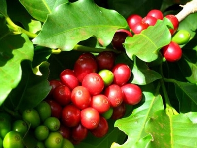 Giá cà phê hôm 08/4: Robusta trả lại những gì đã tăng, Arabica giao xa tăng do lo ngại thiếu hụt nguồn cung