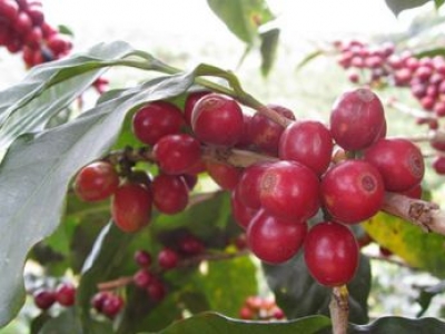 Giá cà phê hôm 9/3: Arabica ngược chiều tăng, Robusta giảm phiên thứ 7 liên tiếp