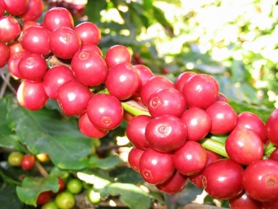 Giá cà phê hôm 12/2: Robusta dứt đà tăng, trong nước giảm 200 đồng/kg ngày đầu tiên năm Tân Sửu