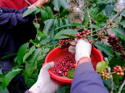 Giá cà phê hôm 21/6: tăng mạnh trở lại, Robusta kéo Arabica đi lên