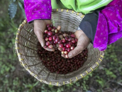 Giá cà phê hôm 29/10: tiếp tục tăng, Robusta thêm gần 100 USD/tấn