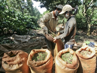 Giá cà phê hôm 12/12: Đồng loạt tăng rất mạnh, Robusta thêm gần 100 USD