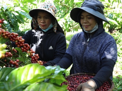 Giá cà phê hôm 24/1: Quay đầu từ đỉnh cao 74.000 đồng/kg, Arabica vẫn tăng