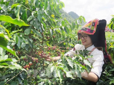 Giá cà phê hôm nay 19/12: Arabica tiếp tục tăng, Robusta rơi từ đỉnh 15 năm