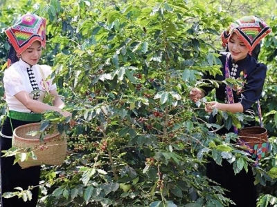 Giá cà phê hôm 11/5: Robusta giằng co, Arabica quay đầu sau 3 ngày tăng