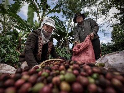 Giá cà phê hôm  17/8: Robusta điều chỉnh sau quãng thời gian tăng nóng
