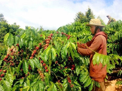 Giá cà phê hôm 20/6: Robusta tăng trở lại, trong nước thêm 1.000 đồng/kg