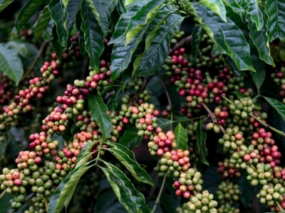 Giá cà phê hôm  21/2/2025: biến động mạnh, Robusta chịu tình cảnh như Arabica