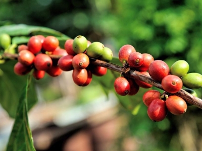 Giá cà phê hôm 26/8: Tiếp tục tăng, trong nước thêm 500 đồng/kg