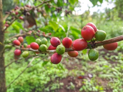 Giá cà phê hôm nay 26/4: Lo ngại nguồn cung các nước giảm, Robusta 