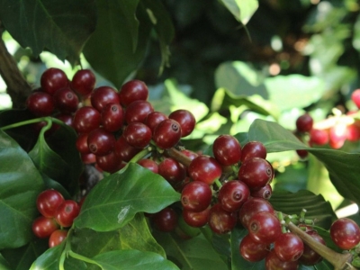 Giá cà phê hôm 28/4/2025: Robusta sáng cửa tăng tuần này dù chịu nhiều áp lực