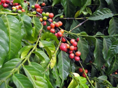 Giá cà phê hôm 28/11: tiếp tục tăng sốc, Robusta thêm gần 400 USD/tấn