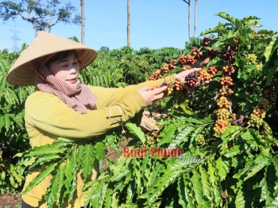 Giá cà phê hôm 28/5: trong nước vẫn tăng, cao nhất 117.000 đồng/kg