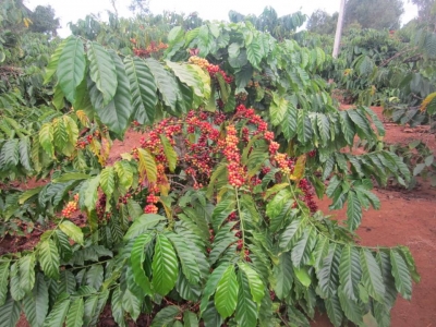 Giá cà phê hôm 29/6: Robusta về gần ngưỡng nguy hiểm