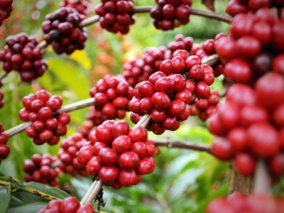 Giá cà phê hôm 14/2/2025: Arabica liên tiếp tăng, chưa biết đâu là điểm dừng