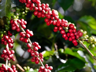 Giá cà phê hôm 12/3/2025: Robusta tăng mạnh, thêm gần 200 USD/tấn từ đầu tuần