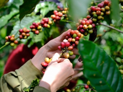 Giá cà phê hôm 16/4: chưa ngừng tăng, Robusta lên đỉnh cao mới