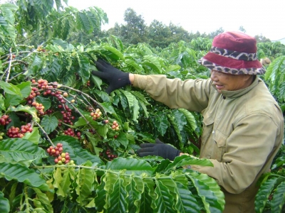 Giá cà phê hôm 23/11: 2 sàn tăng mạnh, Robusta lên gần 5.000 USD/tấn