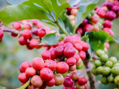 Giá cà phê hôm 14/2/2026: tăng ngày cuối tuần, trong nước gần mốc 100.000 đồng/kg