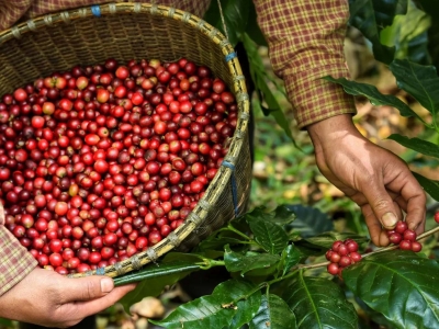 Giá cà phê hôm 14/1/2026: 2 sàn cùng tăng khi tồn kho Arabica trên sàn giảm mạnh