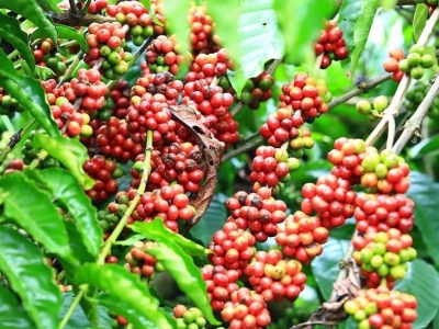 Giá cà phê hôm nay 15/4: Tăng nhẹ 