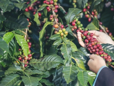 Giá cà phê hôm nay 20/11/2025: Arabica quay đầu, kéo Robusta cùng giảm sau 2 ngày tăng mạnh