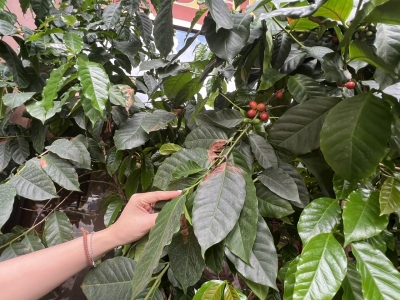 Giá cà phê hôm 7/8: Tăng gần mốc 100.000 đồng/kg  