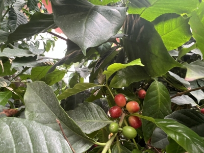 Giá cà phê hôm 12/8: Cao nhất 98.000 đồng/kg