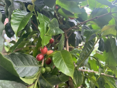Giá cà phê hôm 9/9: Thị trường nội địa giảm 500 đồng/kg