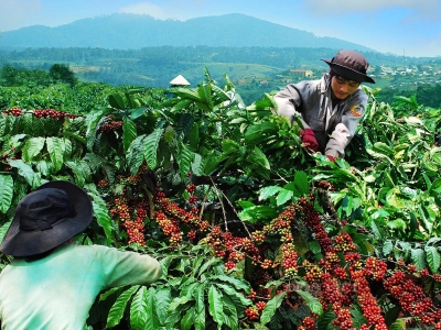 Giá cà phê hôm 5/6/2025: chấm dứt đà giảm, cà phê đồng loạt tăng trở lại