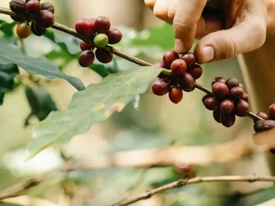 Giá cà phê hôm nay 2/10/2025: tăng mạnh khi liên tiếp có bão vào Biển Đông
