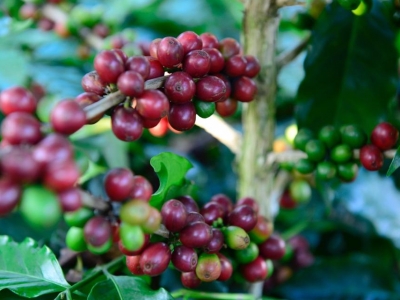 Giá cà phê hôm 10/10/2025: Robusta tiếp tục tăng, đồng USD cao đẩy Arabica giảm sâu