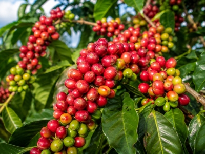 Giá cà phê hôm 29/7: Tăng sát mốc 97.000 đồng/kg