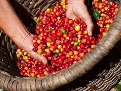 Giá cà phê hôm 15/10: Giảm nhẹ