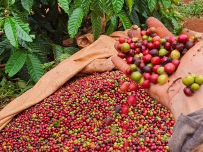 Giá cà phê hôm 20/5: Tiếp tục giảm 