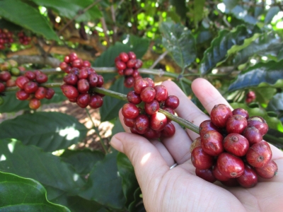 Giá cà phê hôm 30/6: Duy trì ổn định  