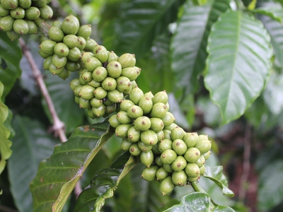 Giá cà phê hôm 8/7: Tăng sát ngưỡng 100.000 đồng/kg  