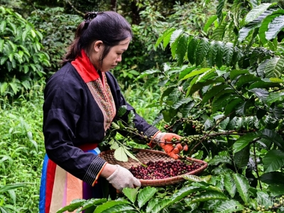Giá cà phê hôm 18/10/2025: liên tục đảo chiều, Arabica tăng ngày cuối tuần
