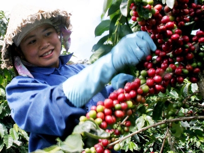 Giá cà phê hôm 30/7: Tăng vọt, áp sát 99.000 đồng/kg