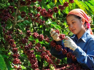 Giá cà phê 10/10: chỉ tăng nhẹ dù tồn kho trên sàn giảm sâu