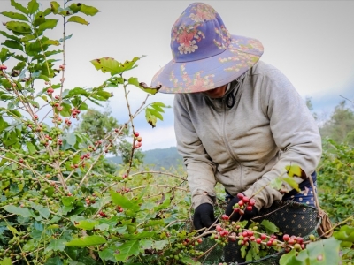 Giá cà phê hôm nay 30/7/2025: đồng USD tăng cao kéo giảm giá cà phê 2 sàn 