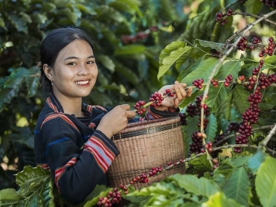 Giá cà phê hôm nay 2/12/2025: vụ thu hoạch dần sôi động kéo cà phê giảm trên sàn