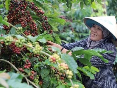 Giá cà phê hôm 24/6/2025: tăng mạnh đầu tuần, Robusta thêm tới 100 USD