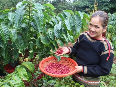 Giá cà phê hôm nay 18/12/2025: điều gì đang xảy ra với cà phê, mất hơn 300 USD/tấn từ đầu tuần 