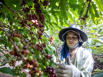 Giá cà phê hôm 2/6/2025: kỳ vọng giá chạm đáy, Robusta sáng cửa tăng trở lại