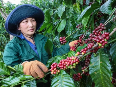 Giá cà phê hôm nay 28/10/2025: vàng và cà phê bị bán tháo, cùng giảm mạnh phiên đầu tuần