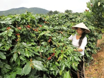 Giá cà phê hôm nay 9/1/2026: quay đầu giảm khi đồng USD mạnh, chỉ Robusta giao ngay tăng